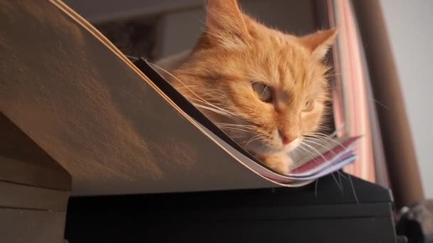 Mignon chat roux couché sur un tas de papier en l'utilisant comme un hammack. animal pelucheux regardant curieusement la fenêtre . — Video