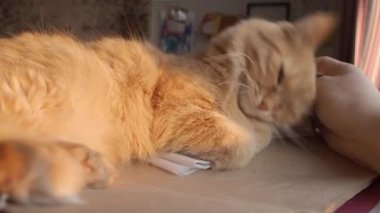 Sevimli zencefil kedi kağıt yığını üzerinde uyukluyor. Adam kabarık evcil hayvan okşayarak.