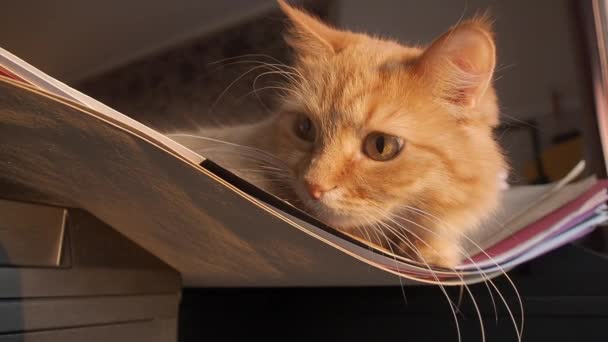 Mignon chat roux somnolant sur pile de papier en l'utilisant comme un hammack. Animaux de compagnie moelleux à la maison . — Video