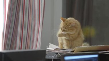 Bilgisayar sistemi ünitesinde sevimli zencefil kedi yalama. Evde kabarık evcil hayvan.