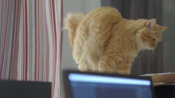 Carino gatto zenzero seduto sull'unità di sistema del computer. Soffici animali domestici a casa . — Video Stock