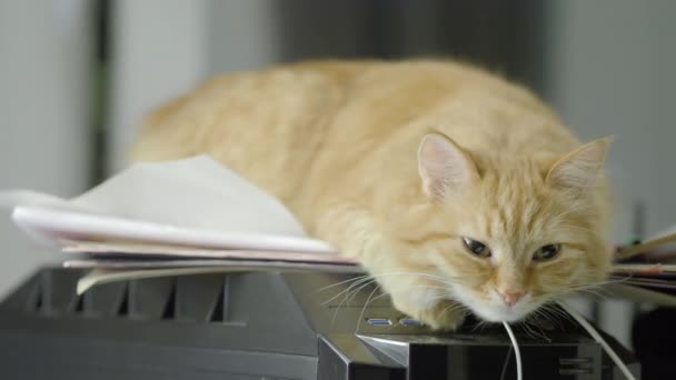 Söt ingefära katt schaktning på hög med papper. Fluffigt husdjur hemma. — Stockvideo