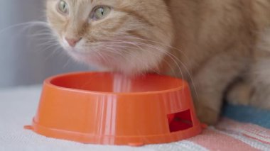 Sevimli zencefil kedi parlak turuncu kase gıda yiyor. Evde kabarık evcil hayvan.