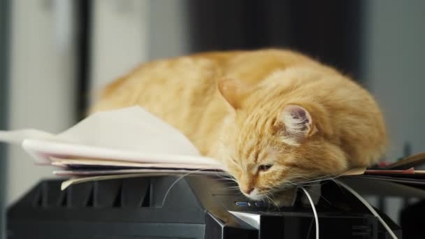 Aranyos gyömbér macska szunyókált a papírhalom. Bolyhos kisállat otthon. — Stock videók