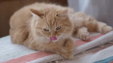 Sevimli zencefil kedi spriped dokuma halı üzerinde yatıyor. Kabarık dozing pet.