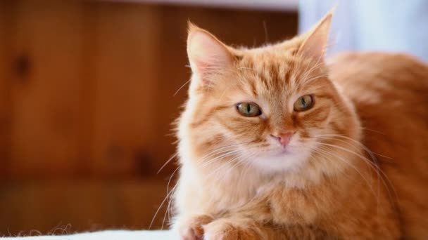 Lindo gato jengibre acostado en la alfombra tejida con ramitas. Mascota esponjosa con expresión facial curiosa . — Vídeo de stock