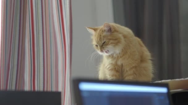 Gato de gengibre bonito sentado na unidade do sistema de computador. Animal de estimação fofo em casa . — Vídeo de Stock