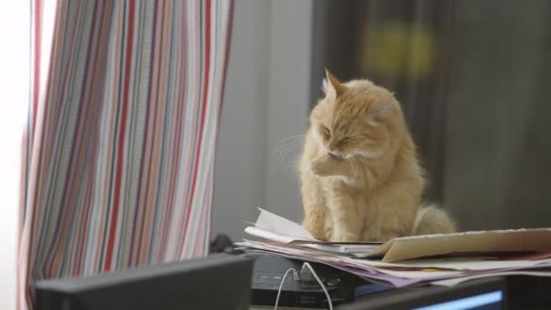컴퓨터 시스템 단위에 핥는 귀여운 생강 고양이. 집에서 푹신한 애완 동물. — 비디오