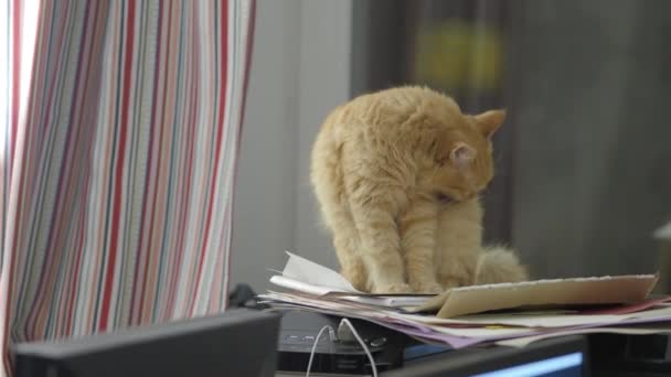 Giro gato gengibre lambendo na unidade do sistema de computador. Animal de estimação fofo em casa . — Vídeo de Stock