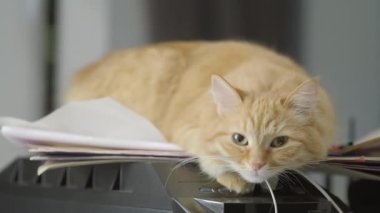 Sevimli zencefil kedi kağıt yığını üzerinde uyukluyor. Evde kabarık evcil hayvan.