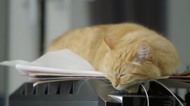 Söt ingefära katt schaktning på hög med papper. Fluffigt husdjur hemma. — Stockvideo