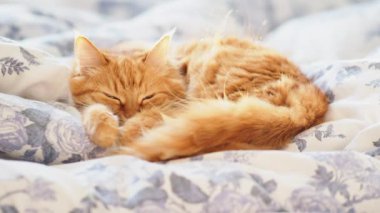 Battaniyenin üzerinde yatakta yatan sevimli zencefilli kedi. Kabarık evcil hayvan rahat uyku yerleşti. Komik evcil hayvan ile rahat ev arka plan.