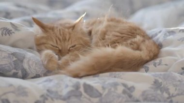 Battaniyenin üzerinde yatakta yatan sevimli zencefilli kedi. Kabarık evcil hayvan rahat uyku yerleşti. Komik evcil hayvan ile rahat ev arka plan.