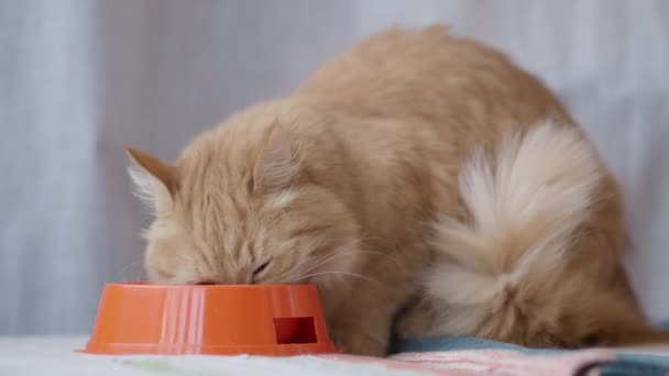 Gato de gengibre bonito comendo alimentos de tigela laranja brilhante. Animal de estimação fofo em casa . — Vídeo de Stock
