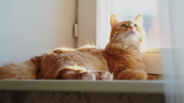 Carino gatto zenzero sdraiato sul davanzale della finestra e fissando qualcosa. Soffici animali domestici a casa . — Video Stock