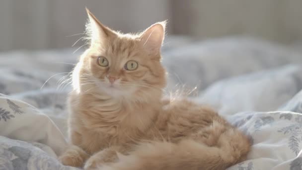 Aranyos gyömbér macska az ágyban fekve a takaró. Bolyhos kisállat látszó kíváncsi. Cozy otthoni háttér vicces kisállat.