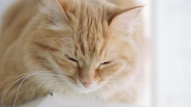 Pencere eşik üzerinde yatan ve bir şeye bakan sevimli zencefilli kedi. Evde kabarık evcil hayvan.