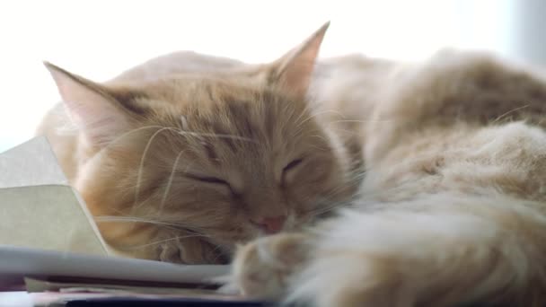 Sevimli zencefil kedi kağıt yığını üzerinde uyukluyor. Evde kabarık evcil hayvan. — Stok video