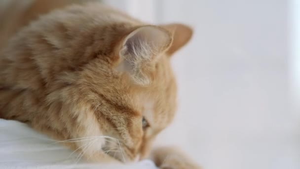 Niedliche Ingwerkatze, die auf der Fensterbank liegt und auf etwas starrt. flauschiges Haustier zu Hause. — Stockvideo