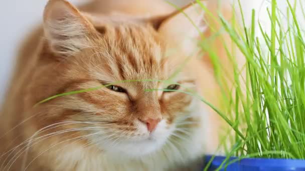 Schattige gember kat dozeren op vensterbank in de buurt van groene bladeren van indoor plant. Pluizig huisdier met speciaal gras voor katten thuis. — Stockvideo