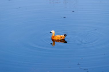 Ruddy shelduck (Tadorna ferruginea) bir havuzda. Güneşli yaz sabahı.