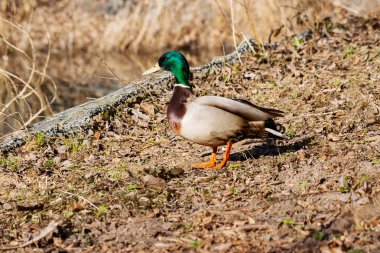 Göletin kıyısındaki erkek ördek. Güneşli bahar sabahı.