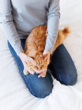 Şirin zencefil kedi kadının ellerinde yatıyor. Kabarık pet rahat uyumak için veya oynamak için yerleşti. Evde rahat sabah uyku zamanı.
