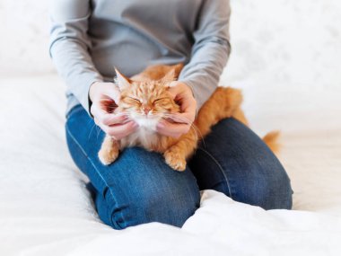 Şirin zencefil kedi kadının ellerinde yatıyor. Kabarık pet rahat uyumak için veya oynamak için yerleşti. Evde rahat sabah uyku zamanı.