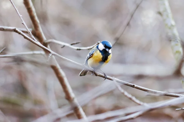 Fundo de inverno natural - ramos congelados e teta grande (Parus major). Manhã ensolarada e fria. Rússia . — Fotografia de Stock