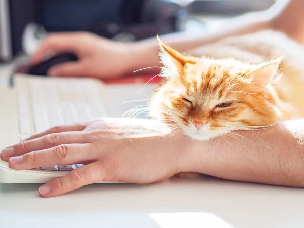 Man is typing at the computer keyboard. Cute ginger cat dozing on man\'s hand. Furry pet cuddling up to it\'s owner and getting in the way of his work. Freelance job.