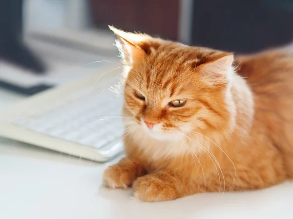Cute ginger cat lying on white table near computer keyboard. Fluffy pet  dozing. Freelance job. — Stock Photo, Image