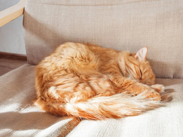 Cute ginger cat lying on chair. Fluffy pet comfortably settled to sleep. Cozy home background with funny pet. — Stock Photo, Image