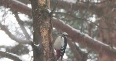 Büyük benekli ağaçkakan, Dendrocopos Major, bir ağacın kabuğuna vurur, ve kırılabilir böcekler çıkarır. Kışın ormandaki kuş.