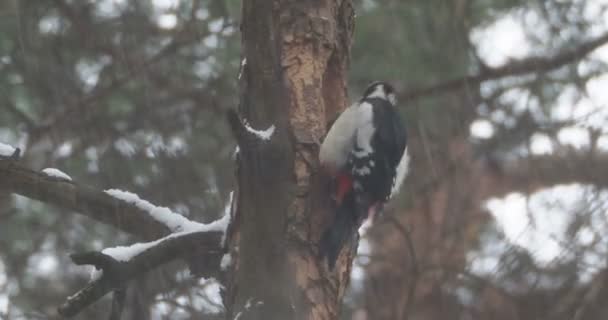 Gran pájaro carpintero manchado, Dendrocopos major, golpea la corteza de un árbol, extrayendo insectos edables. Pájaro en bosque de invierno. — Vídeo de stock