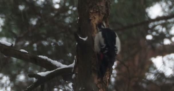 Gran pájaro carpintero manchado, Dendrocopos major, golpea la corteza de un árbol, extrayendo insectos edables. Pájaro en bosque de invierno. — Vídeos de Stock