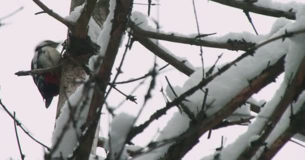 Gran pájaro carpintero manchado, Dendrocopos major, golpea la corteza de un árbol, extrayendo insectos edables. Pájaro en bosque de invierno. — Vídeos de Stock