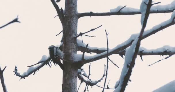 Der Buntspecht, Dendrocopos major, klopft auf die Rinde eines Baumes und sammelt essbare Insekten. Vogel im Winterwald. — Stockvideo