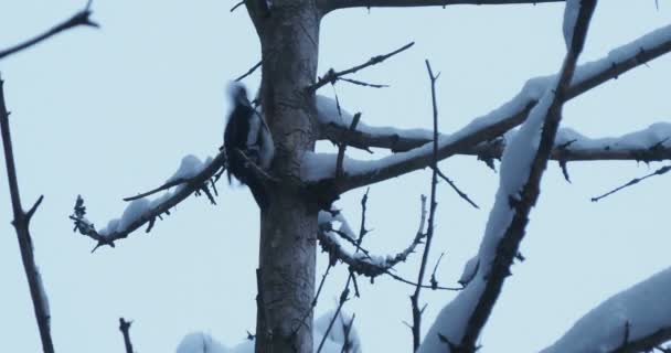 Великий плямистий дятел, Dendrocopos Major, стукає по корі дерева, витягуючи комах, які піддаються обробці. Птах у зимових лісах. — стокове відео