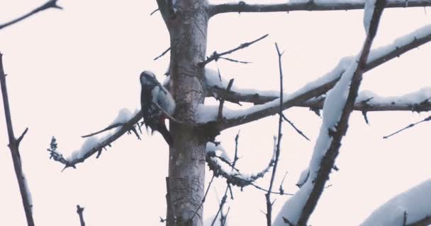 Stor fläckig hackspett, Dendrocopos major, knackar på barken på ett träd, extraherar ätbara insekter. Fågel i vinterskogen. — Stockvideo