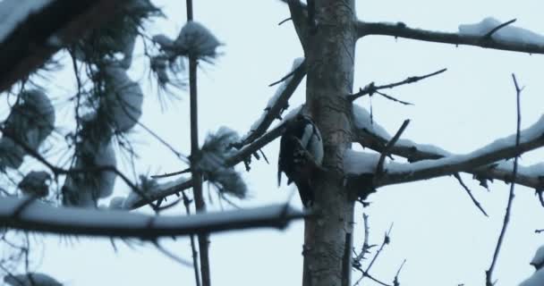 Gran pájaro carpintero manchado, Dendrocopos major, golpea la corteza de un árbol, extrayendo insectos edables. Pájaro en bosque de invierno. — Vídeo de stock