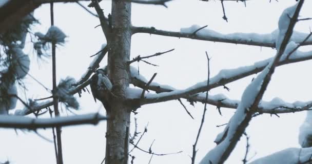 Великий пятнистый дятел, майор дендрокопа, стучит в кору дерева, извлекая редактируемых насекомых. Птица в зимнем лесу. — стоковое видео