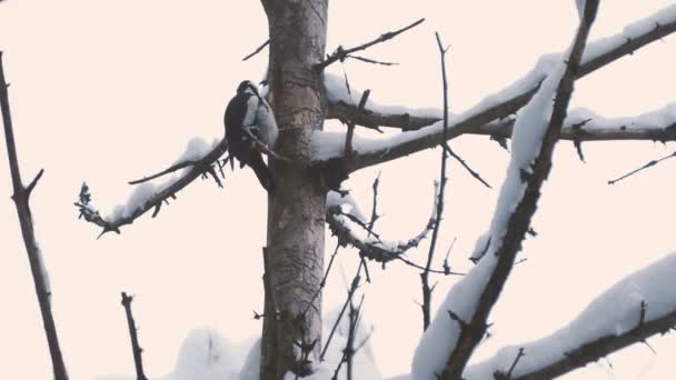Gran pájaro carpintero manchado, Dendrocopos major, golpea la corteza de un árbol, extrayendo insectos edables. Pájaro en bosque de invierno. — Vídeos de Stock