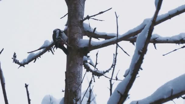 Gran pájaro carpintero manchado, Dendrocopos major, golpea la corteza de un árbol, extrayendo insectos edables. Pájaro en bosque de invierno. — Vídeos de Stock