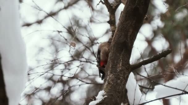 Il grande picchio maculato, Dendrocopos major, bussa alla corteccia di un albero, estraendo insetti modificabili. Uccello nella foresta invernale. — Video Stock