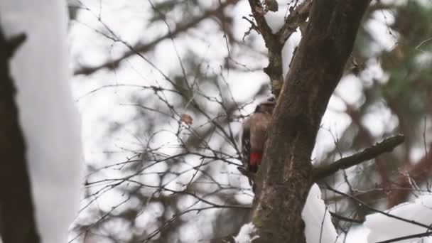 Gran pájaro carpintero manchado, Dendrocopos major, golpea la corteza de un árbol, extrayendo insectos edables. Pájaro en bosque de invierno. — Vídeo de stock