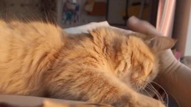 Sevimli zencefil kedi kağıt yığını üzerinde uyukluyor. Adam kabarık evcil hayvan okşayarak.