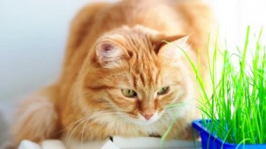 Sevimli zencefil kedi kapalı bitkinin yeşil yaprakları yakınında pencere eşik üzerinde dozing. Evde kediler için özel çim ile Kabarık evcil hayvan.