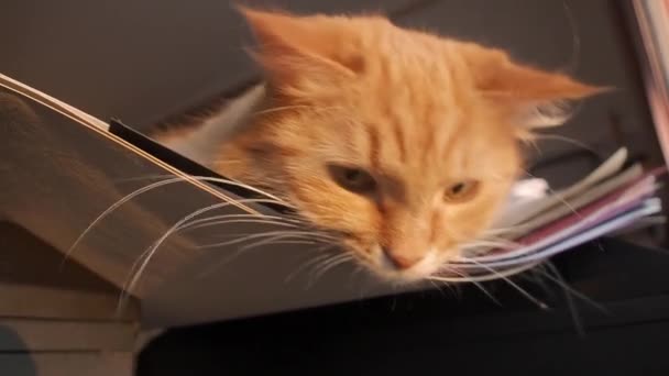 Söt ingefära katt schaktning på hög med papper med det lika en hammack. Fluffigt husdjur hemma. — Stockvideo