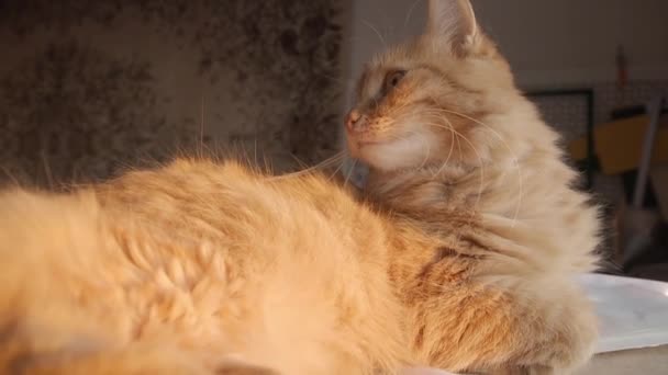 Sevimli zencefil kedi kağıt yığını üzerinde uyukluyor. Evde kabarık evcil hayvan. — Stok video