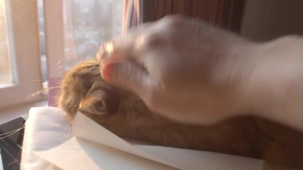 Cute ginger cat dozing on pile of paper. Man stroking fluffy pet. — Stock Video